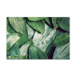 Szkło hartowane do kuchni na ścianę 70x50 cm PAN